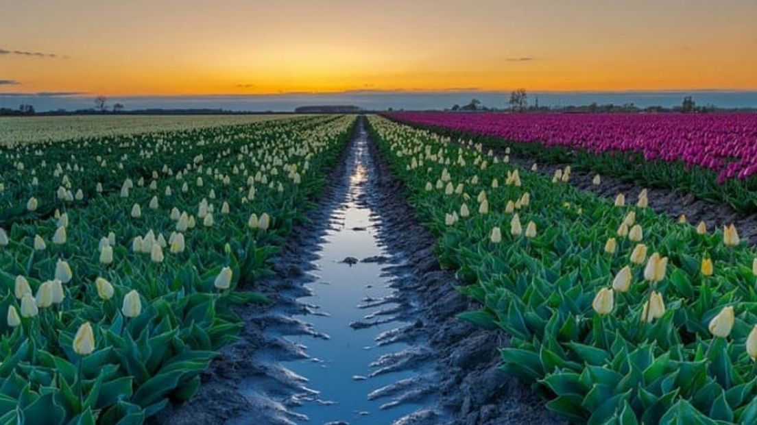Bollenveld bij zonsondergang in Oldenzijl