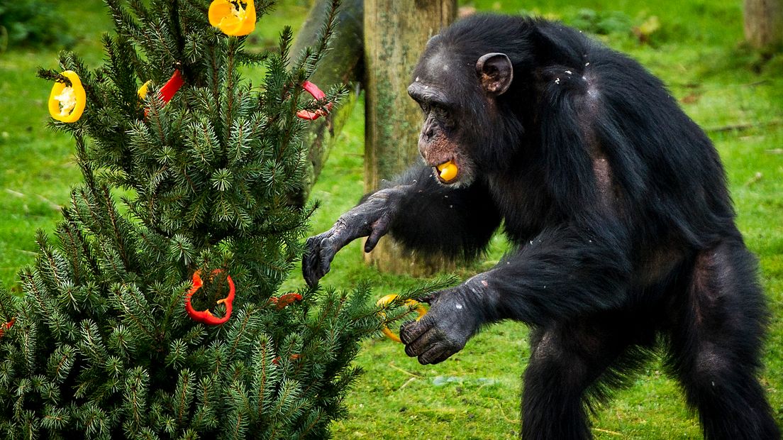 Ook in andere dierentuinen vierden ze kerst.