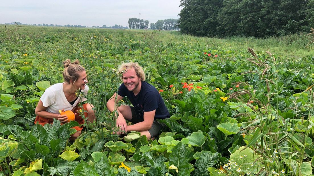 Boer krijgt bieten 'niet aan de gang' en verpacht akker aan biodiversiteitsduo - RTV Noord