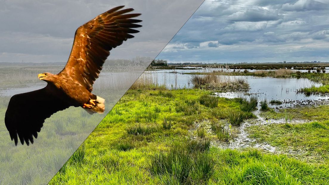 Zeearend / Binnenveldse Hooilanden