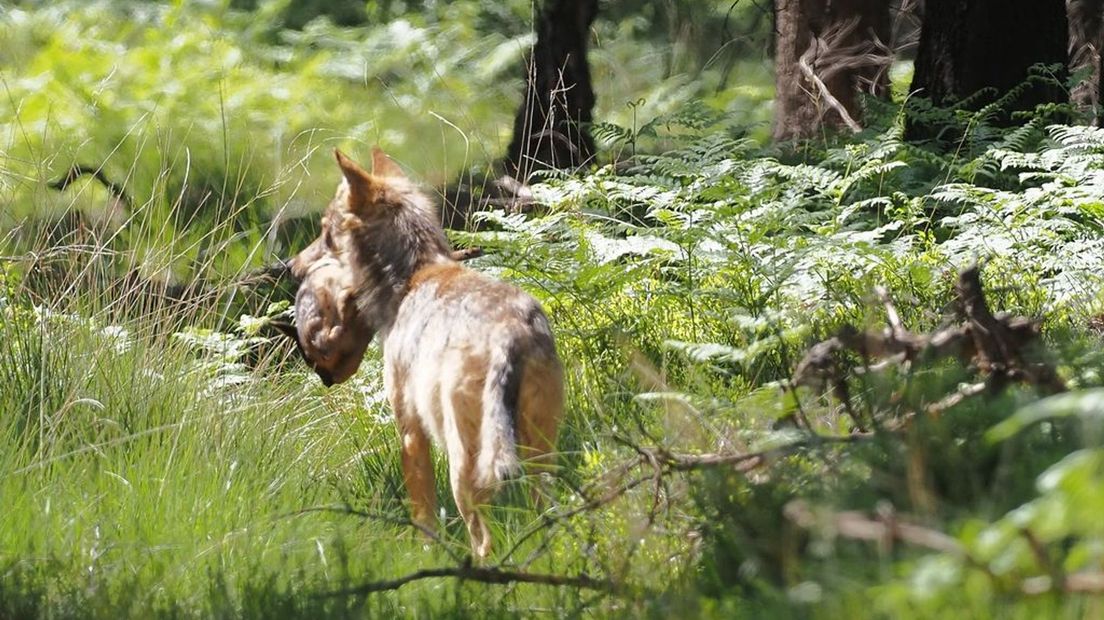 Henk Roozemond spotte deze wolf van de achterkant, met een prooi in zijn bek.