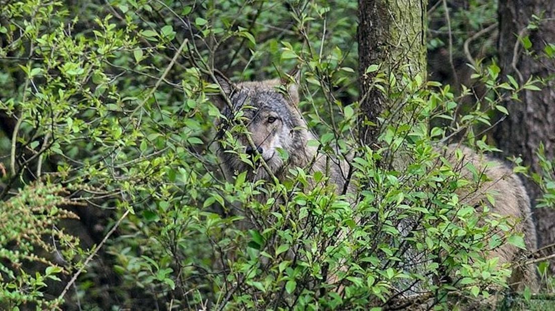 De wolf die op 6 april in Nordhorn rondliep.