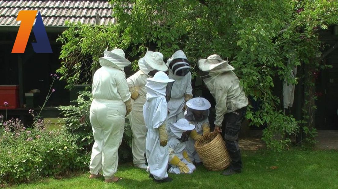 In een imkerpak kijken naar het leven van een bijenvolk