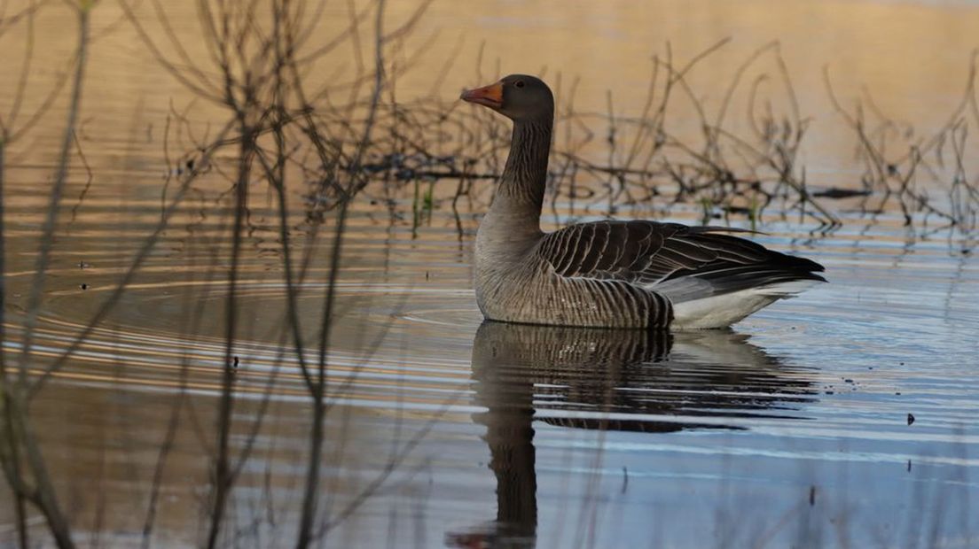 Grauwe gans
