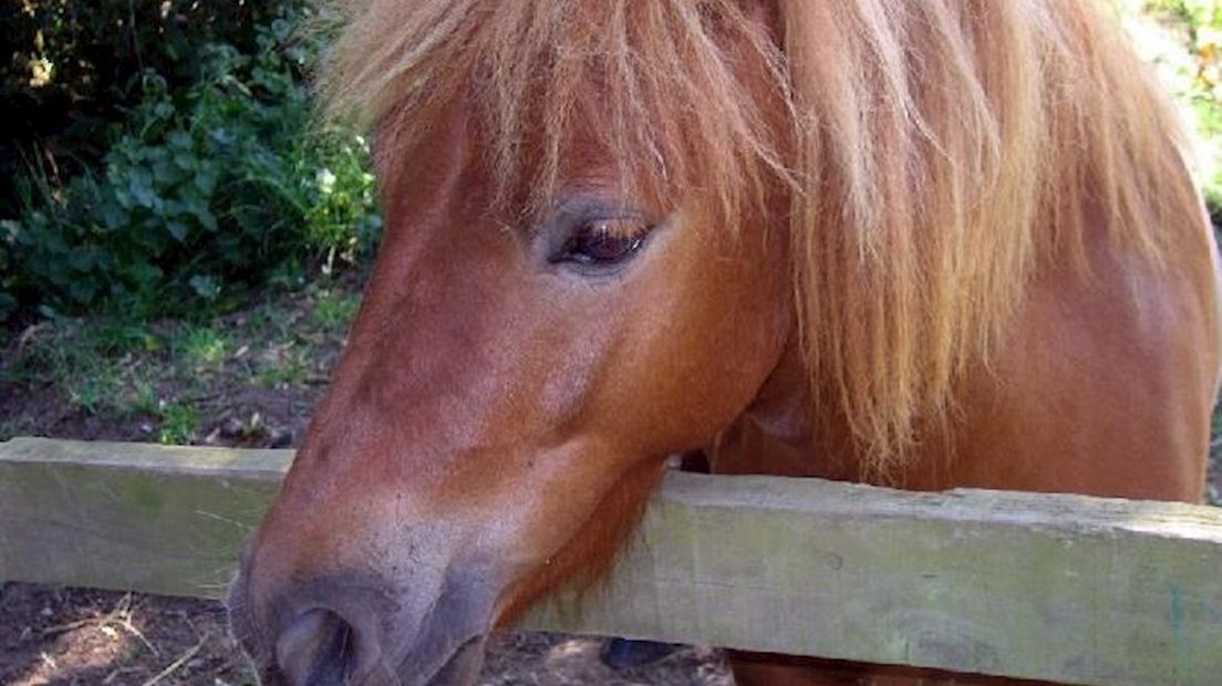 Shetland pony