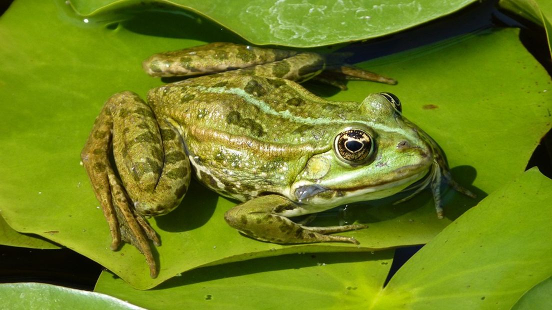 Waar komt het woord 'opkikkeren' vandaan? - Rijnmond