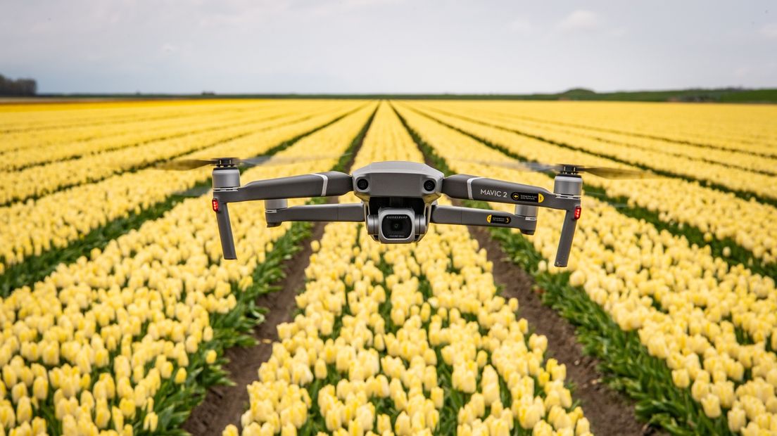 Een drone vliegt boven Groningse tulpenvelden