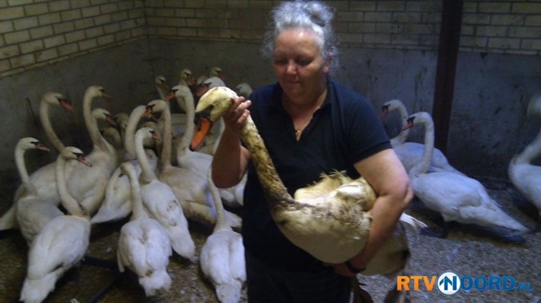 De zwanen tijdens de schoonmaak