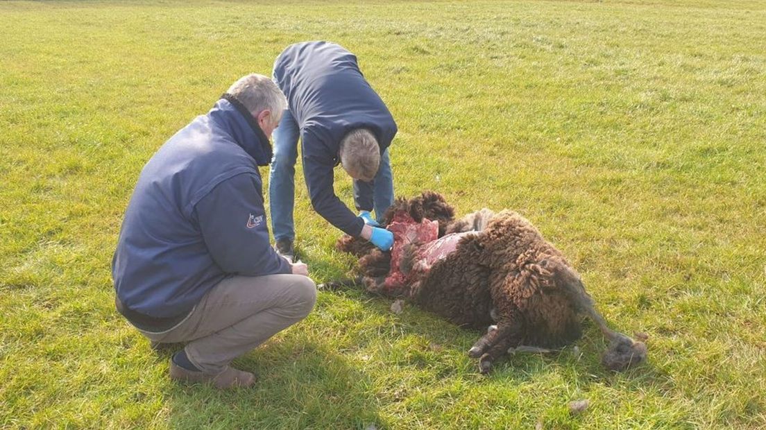 Een van de 'kapot gescheurde' schapen in het weiland.