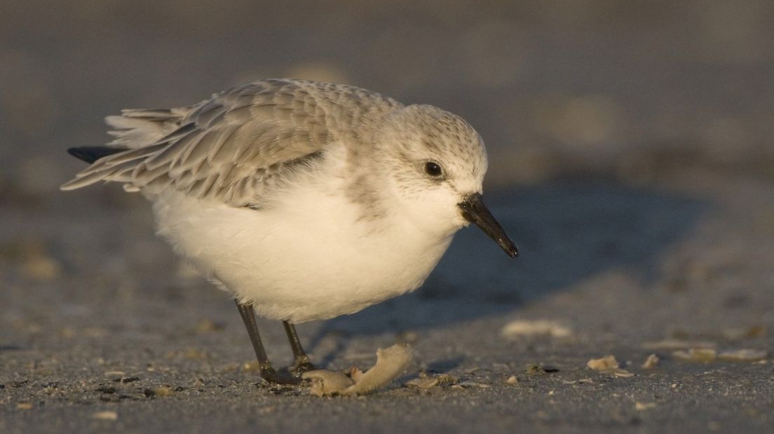 Een drieteenstrandloper tijdens een koude winterdag op Schiermonnikoog.