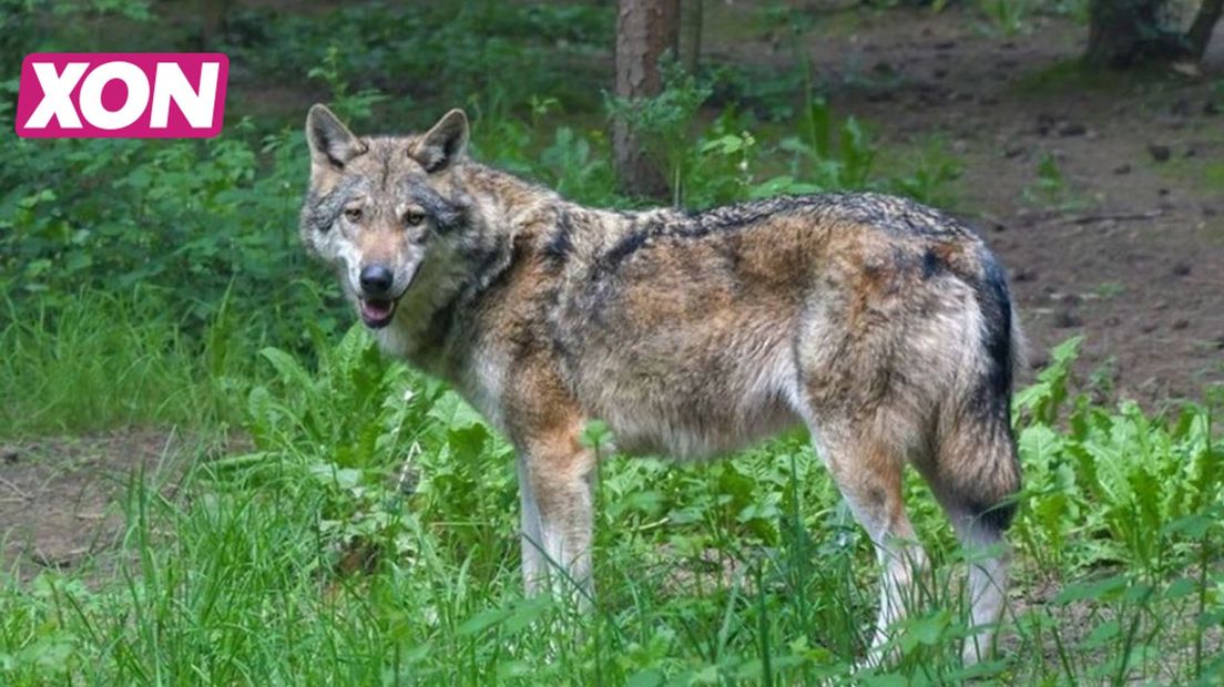 De faunabescherming beschuldigt De Hoge Veluwe ervan de wolf tam te maken.