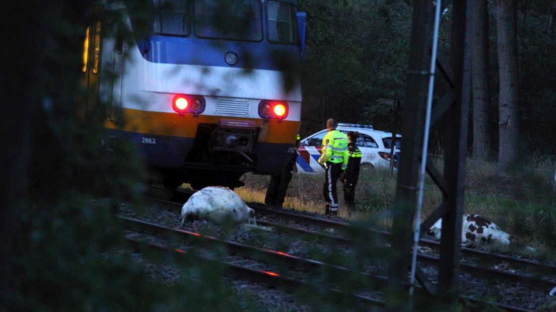 Politie onderzoekt hoe koeien op het spoor kwamen