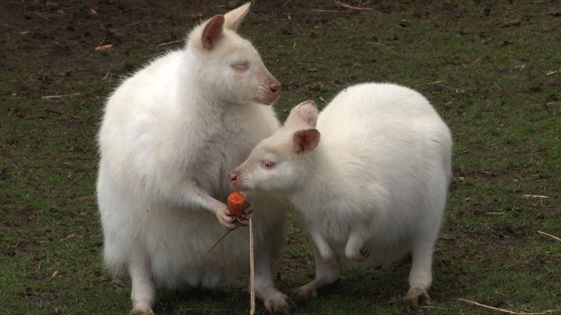 Albino-wallaby's in Middel; 3 werden er gestolen