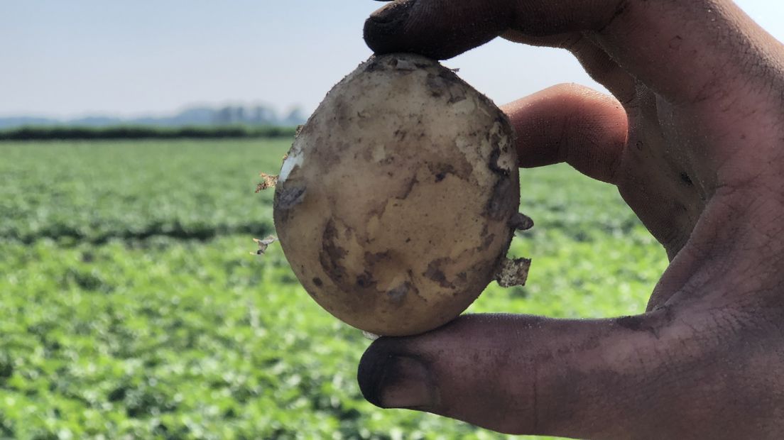 In acht weken tijd zijn de nieuwe aardappelen de grond 'uitgeknald'
