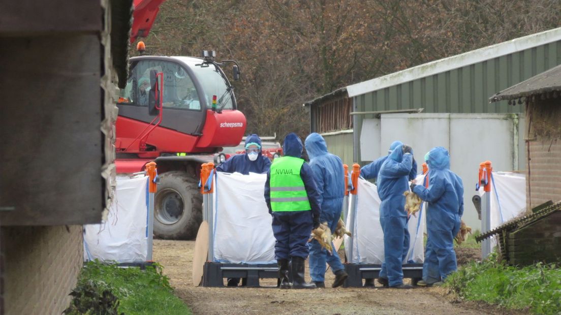 Op geen van de vier bedrijven waar in Gelderland preventief geruimd wordt, is daadwerkelijk vogelgriep aangetroffen. Dat meldt een medewerker van de NVWA aan onze verslaggever in Hierden.