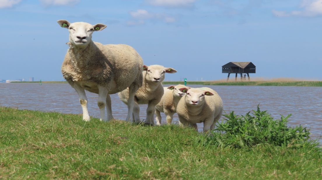 Schapen bij de Kiekkaaste