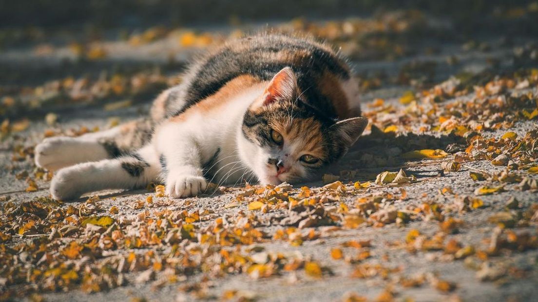 Katten zijn wat minder buiten in de herfst.