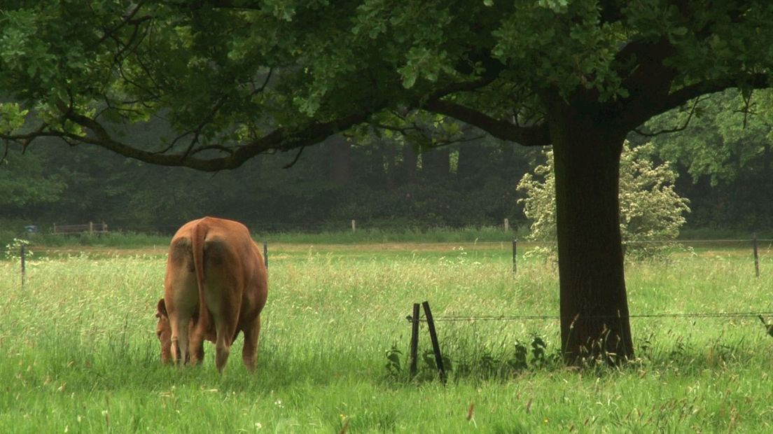 Ontsnapte Koe Houdt Gemoederen In Lettele Al Weken Bezig - RTV Oost