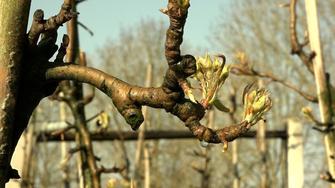 Fruittelers vrezen een watertekort