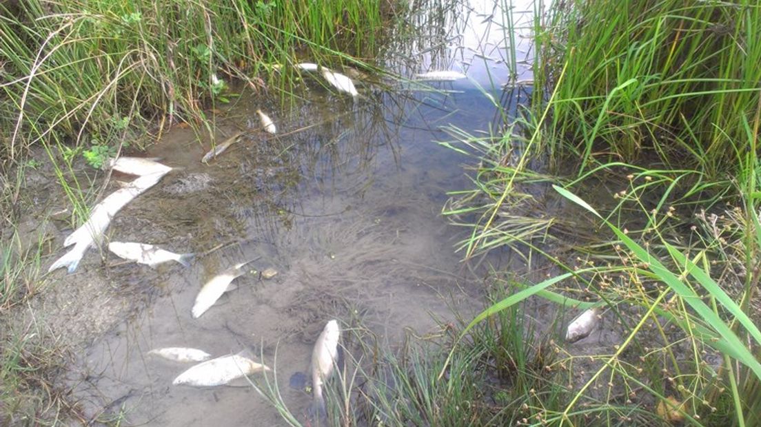 Vissen kunnen sterven wanneer er minder water in vijvers zit (Rechten: Archief RTV Drenthe)
