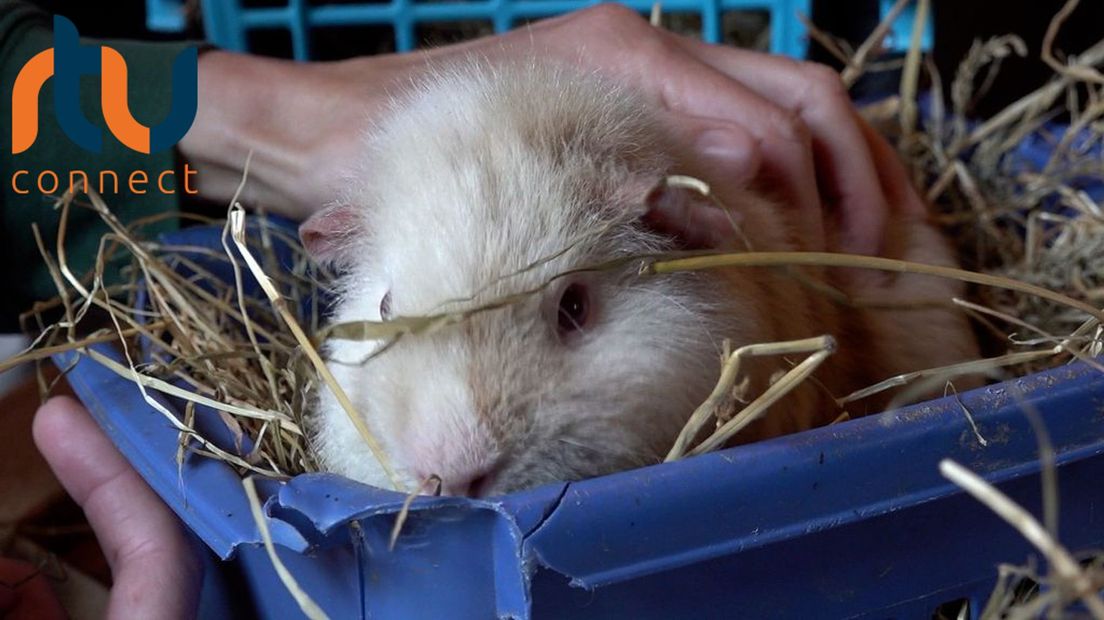 Voor de cavia's is het bezoek even wennen.