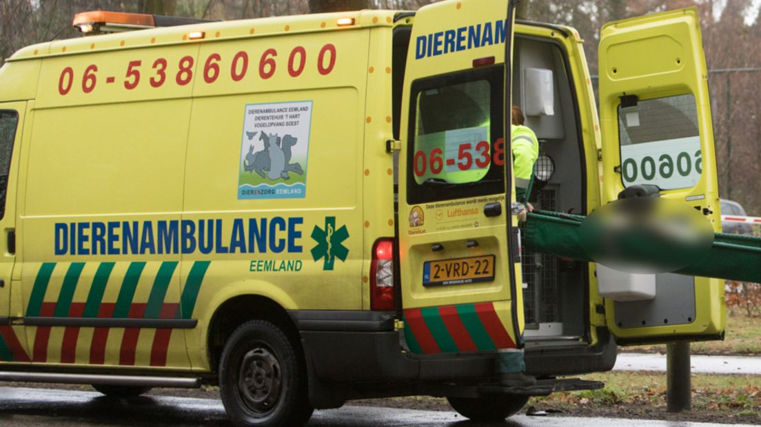 Het beestje wordt in de dierenambulance getild.