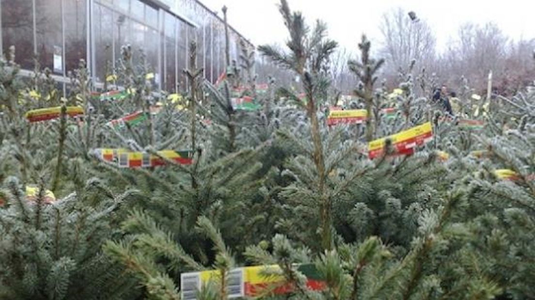 Kerstbomen krijgen nieuw leven