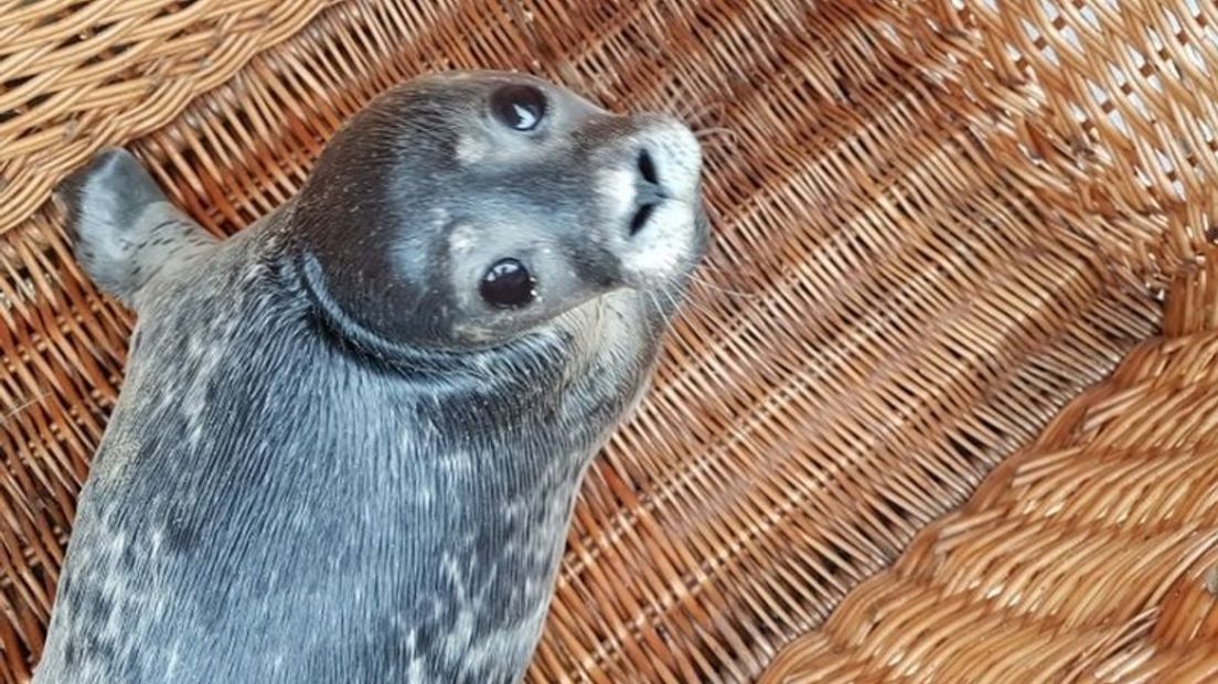 Pup eind juni 2017 aangetroffen bij Hansweert