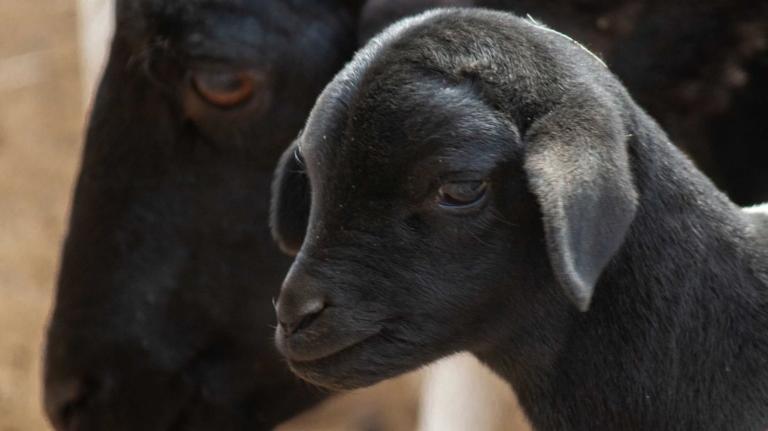 Koppie van een zwartkopschaap.
