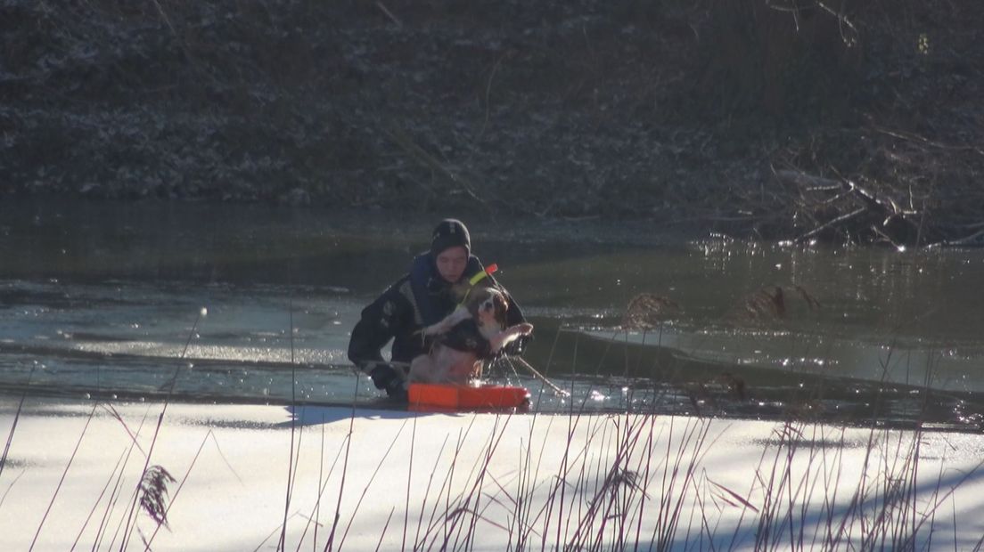 Brandweer redt hondje uit ijswater (video)