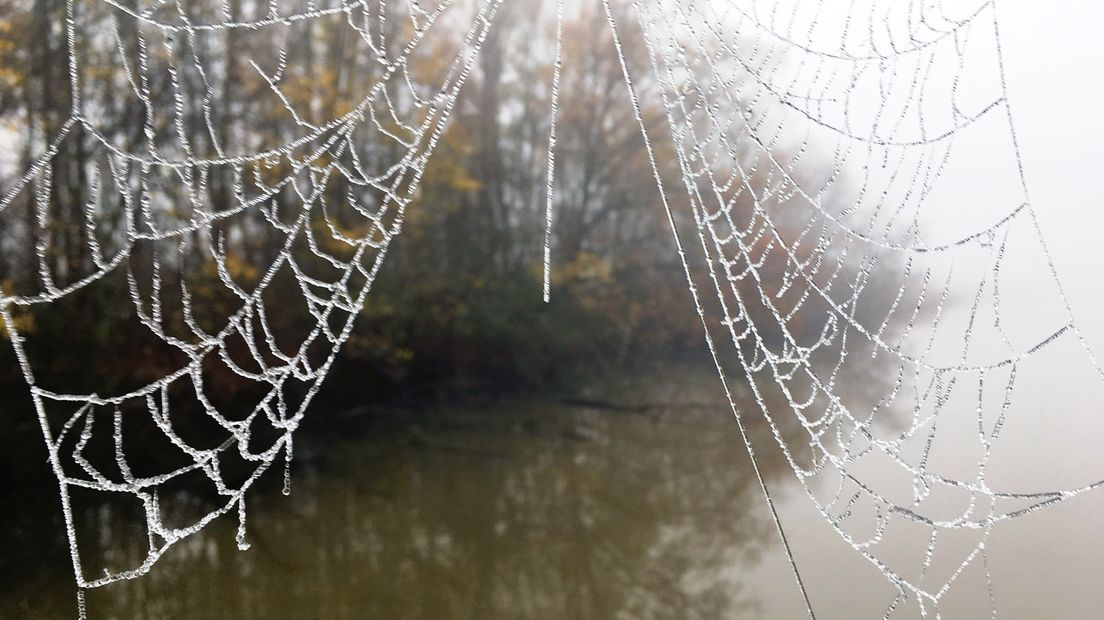 Berijpte spinnenwebben bij de Veerse Kreek ontdooien in de ochtendmist