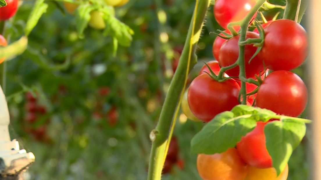 Tomaten in de kas in Sirjansland