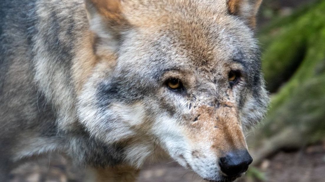 Een wolf.
