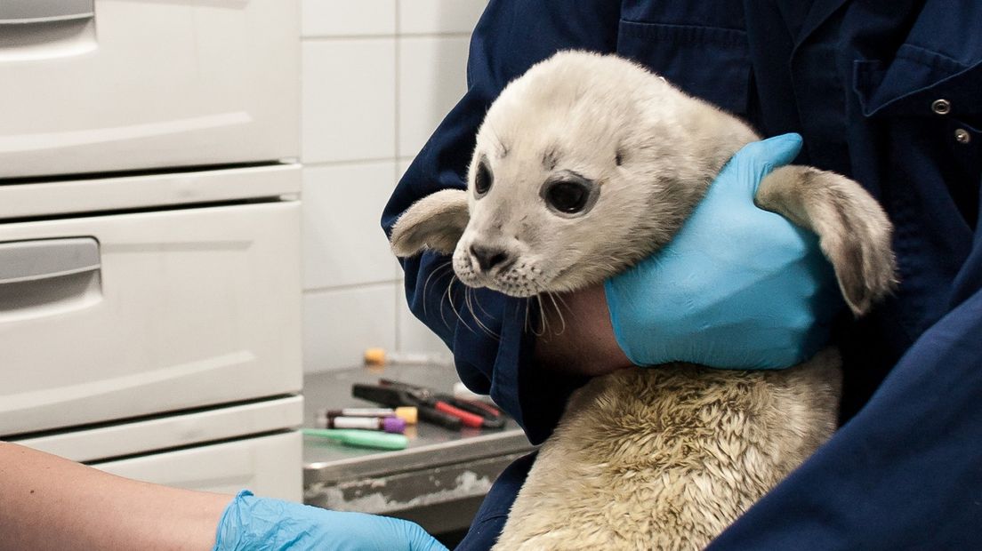Zeehondenpups roepen om de beurt naar hun moeder, heeft onderzoek aangetoond.