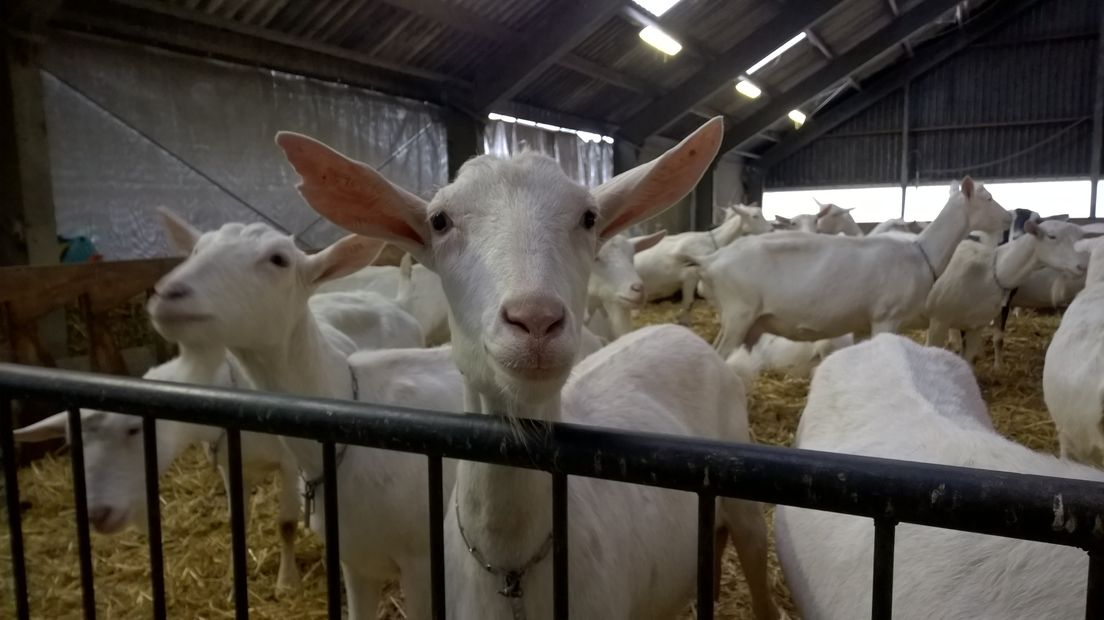 Drie Drentse geitenboerderijen raakten besmet met Q-koorts (Rechten: archief RTV Drenthe)