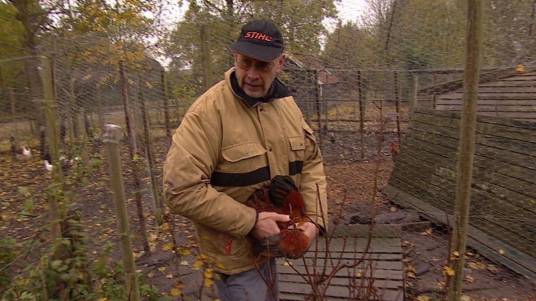 Kippen vangen is niet eenvoudig, ze zijn vliegensvlug (video)