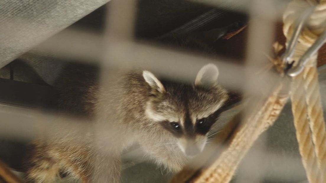 Een van de nieuwe wasberen in Wildlands