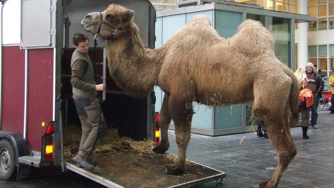 Uitladen kameel