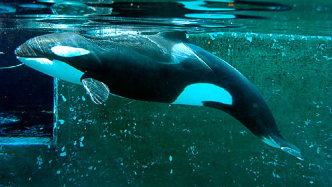 Toenmalig staatssecretaris Henk Bleker stond in zijn recht toen hij toestemming gaf om orka Morgan te laten verhuizen naar een dierenpark op Tenerife.