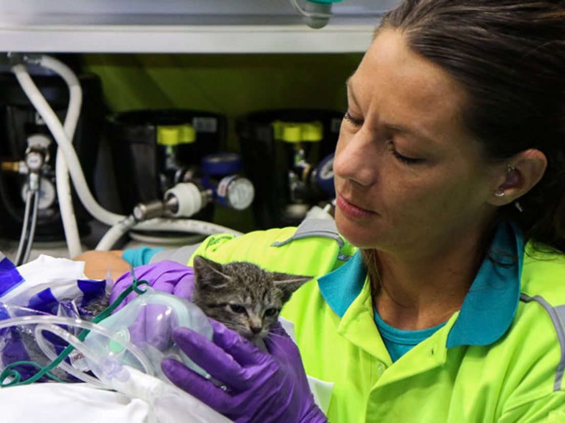 Medewerkers van de dierenambulance helpen de kittens