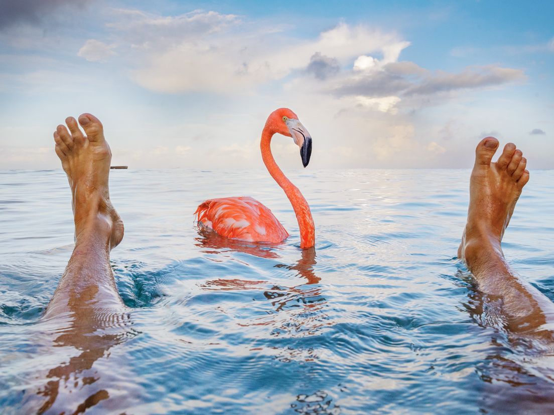 Flamingo Bob is inmiddels wereldberoemd.
