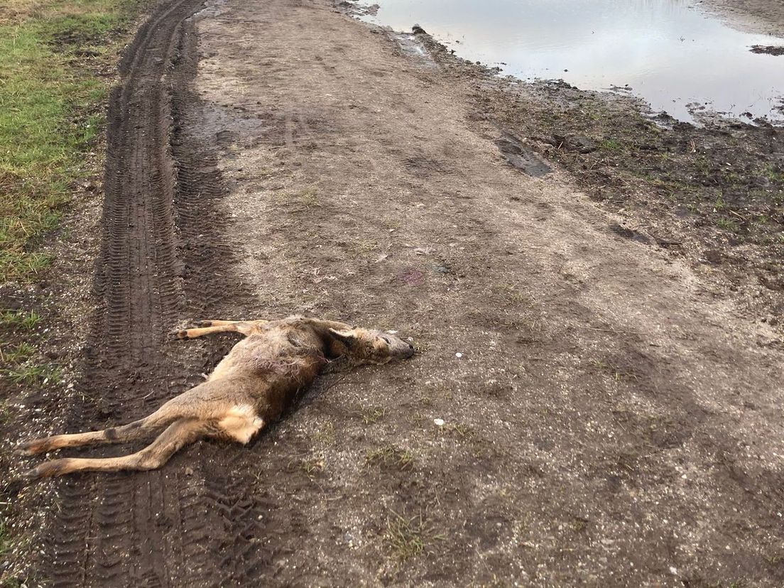 De doodgebeten herten worden teruggegeven aan de natuur
