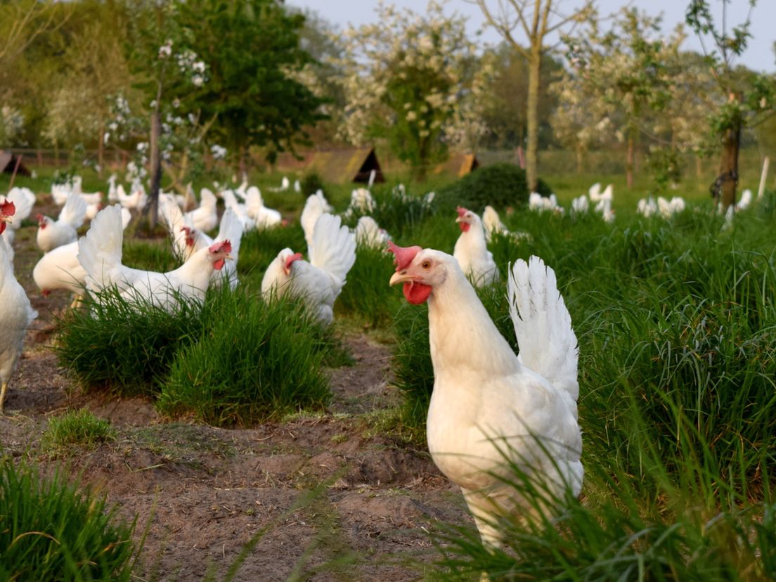 Kijk hier de DocU: Boeren, bodem en biodiversiteit
