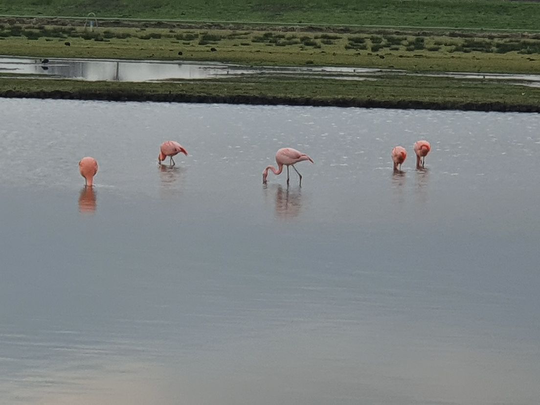 Zeven flamingo's in Berkel trekken veel bekijks