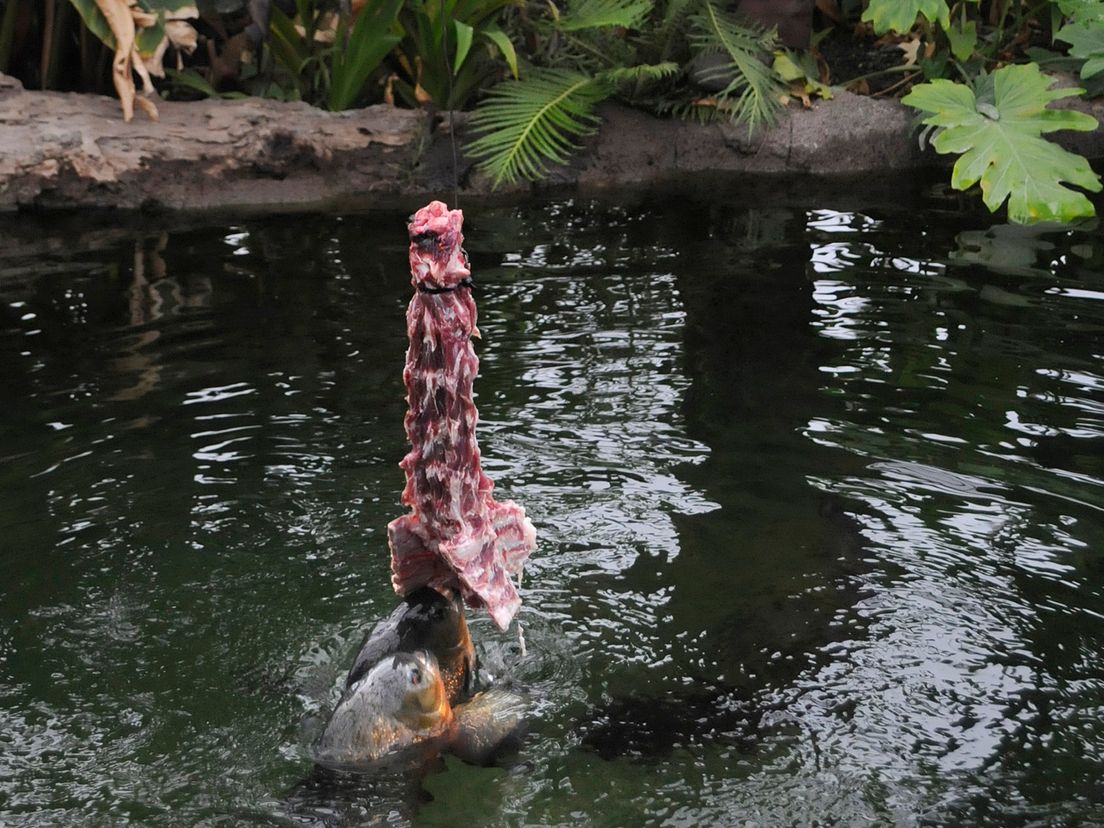 Piranha's (Diergaarde Blijdorp/Rob Doolaard)