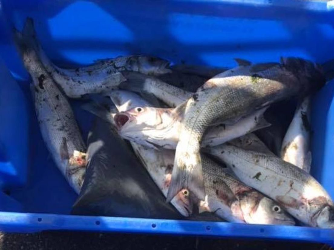 Een van de kratten met zeebaars.