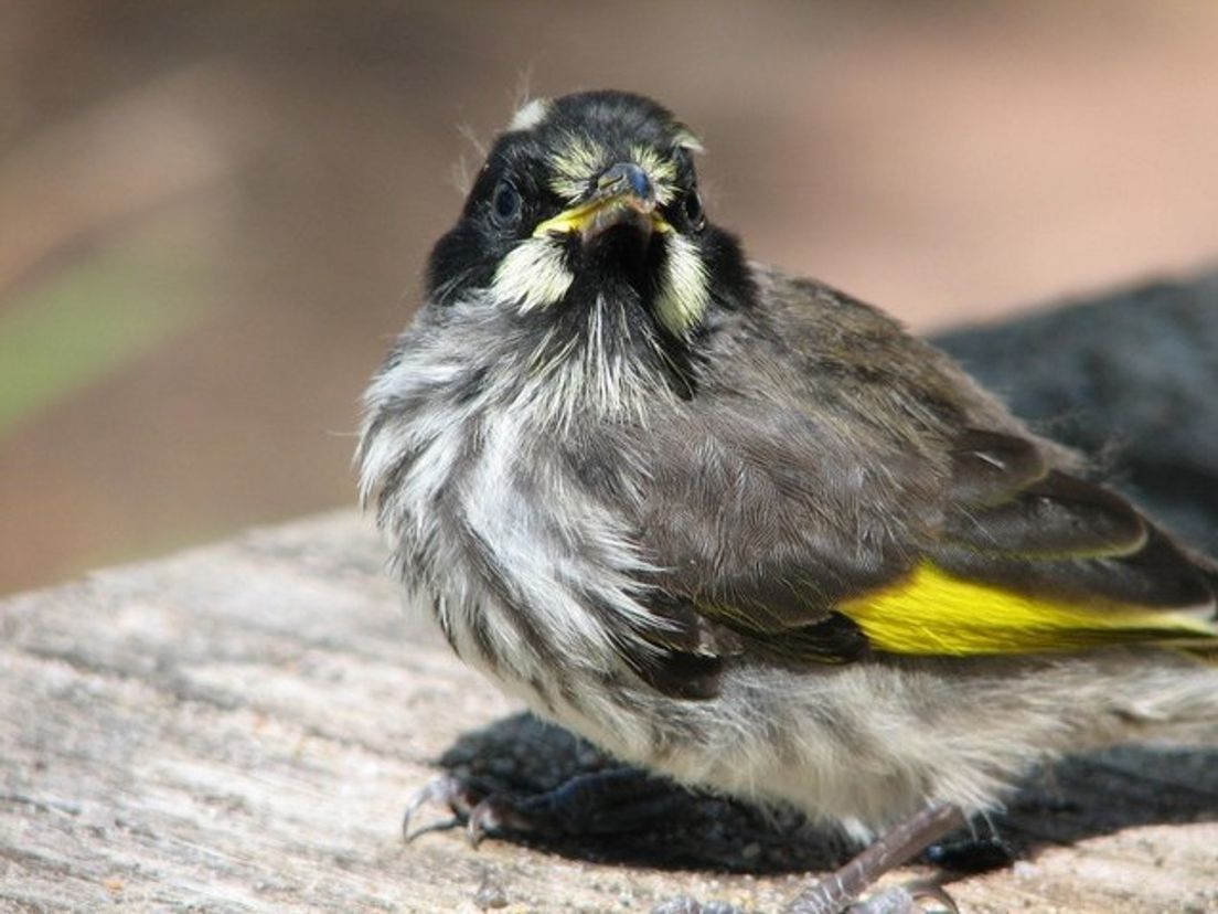 vogeltje.cropresize.1.jpg
