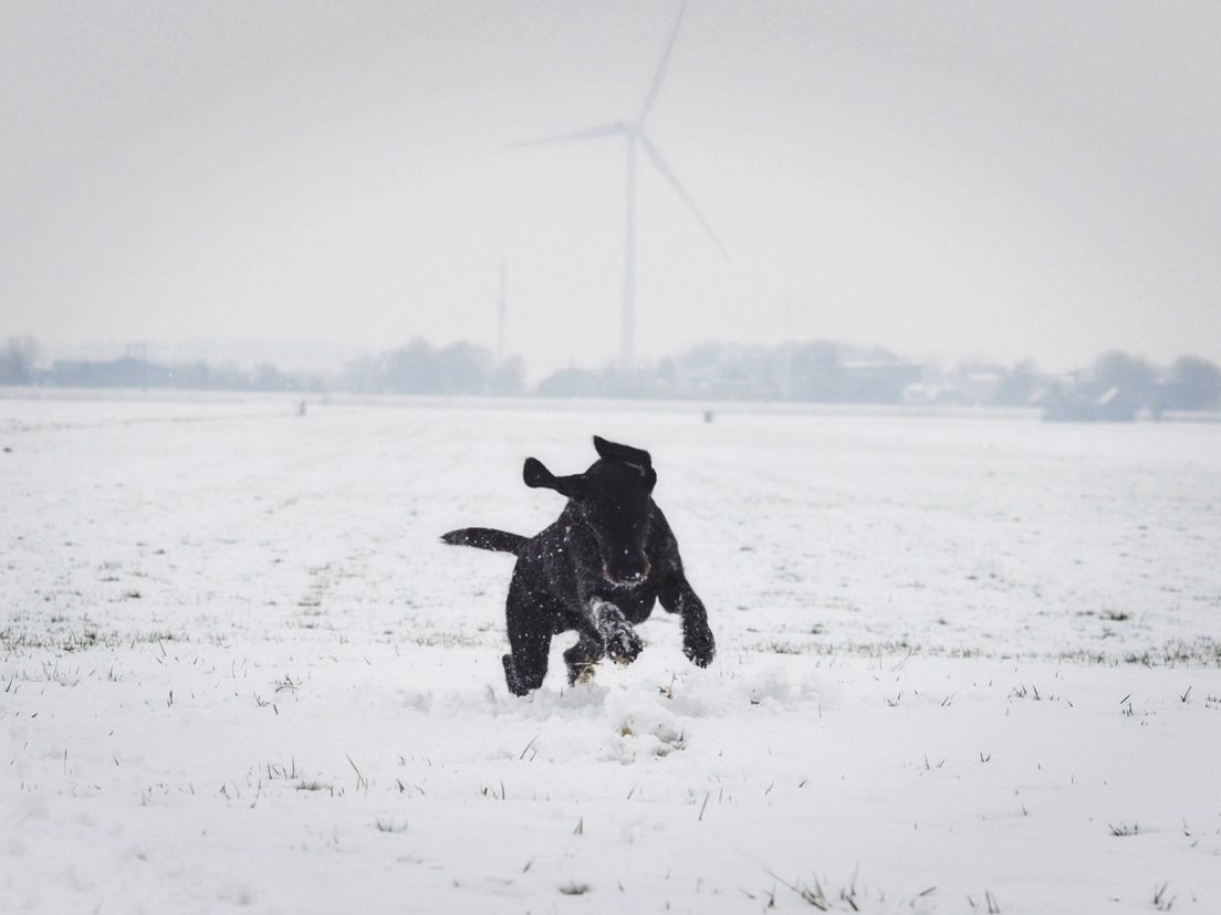 Katerina Kautska: "Herry, spelend in de sneeuw"