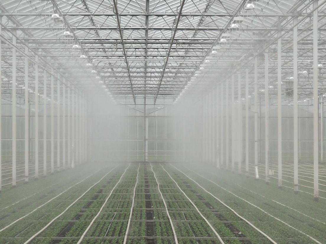 Koeienstikstof wordt over de planten gespoten
