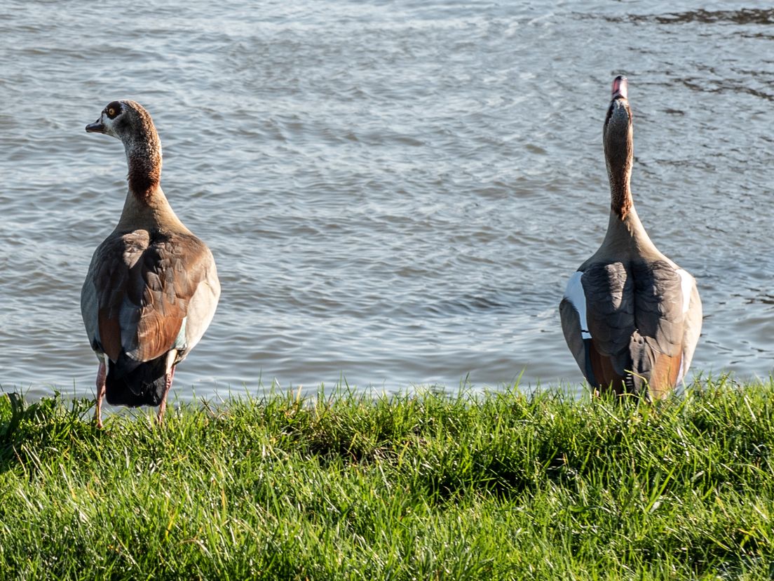 (Bron: Rick Huijzer)